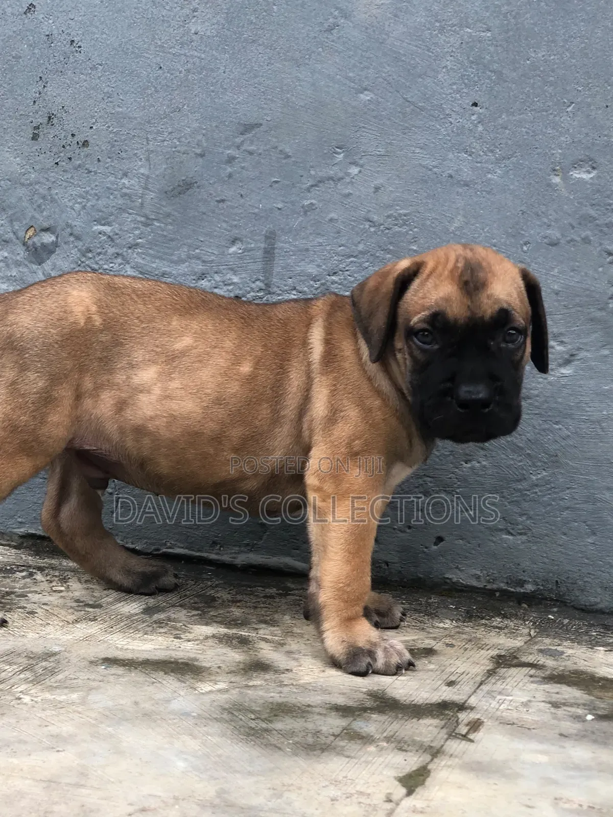 1-3 months Male Purebred Boerboel