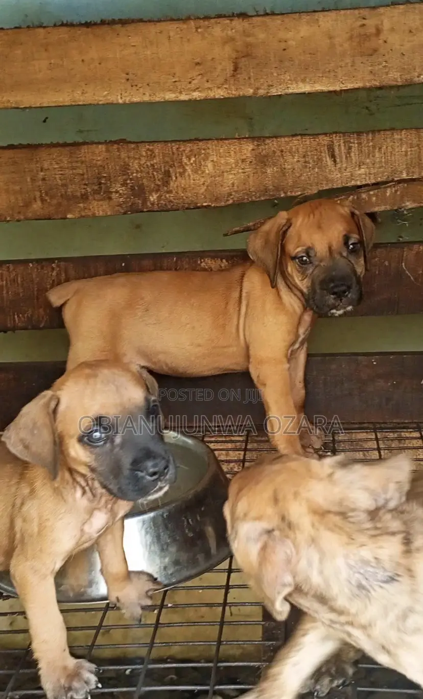 1-3 months Female Purebred Boerboel