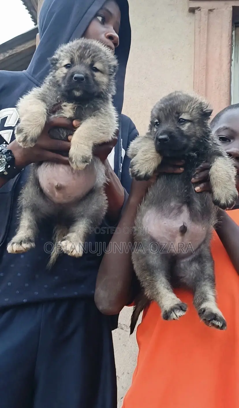1-3 months Female Purebred Caucasian Shepherd