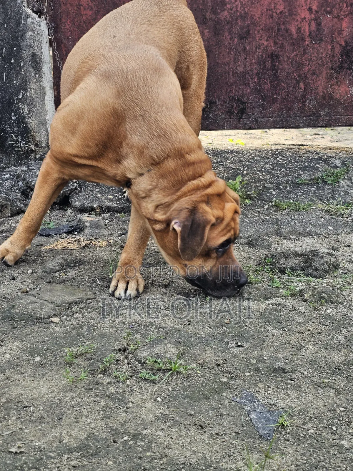 1+ year Female Purebred Boerboel