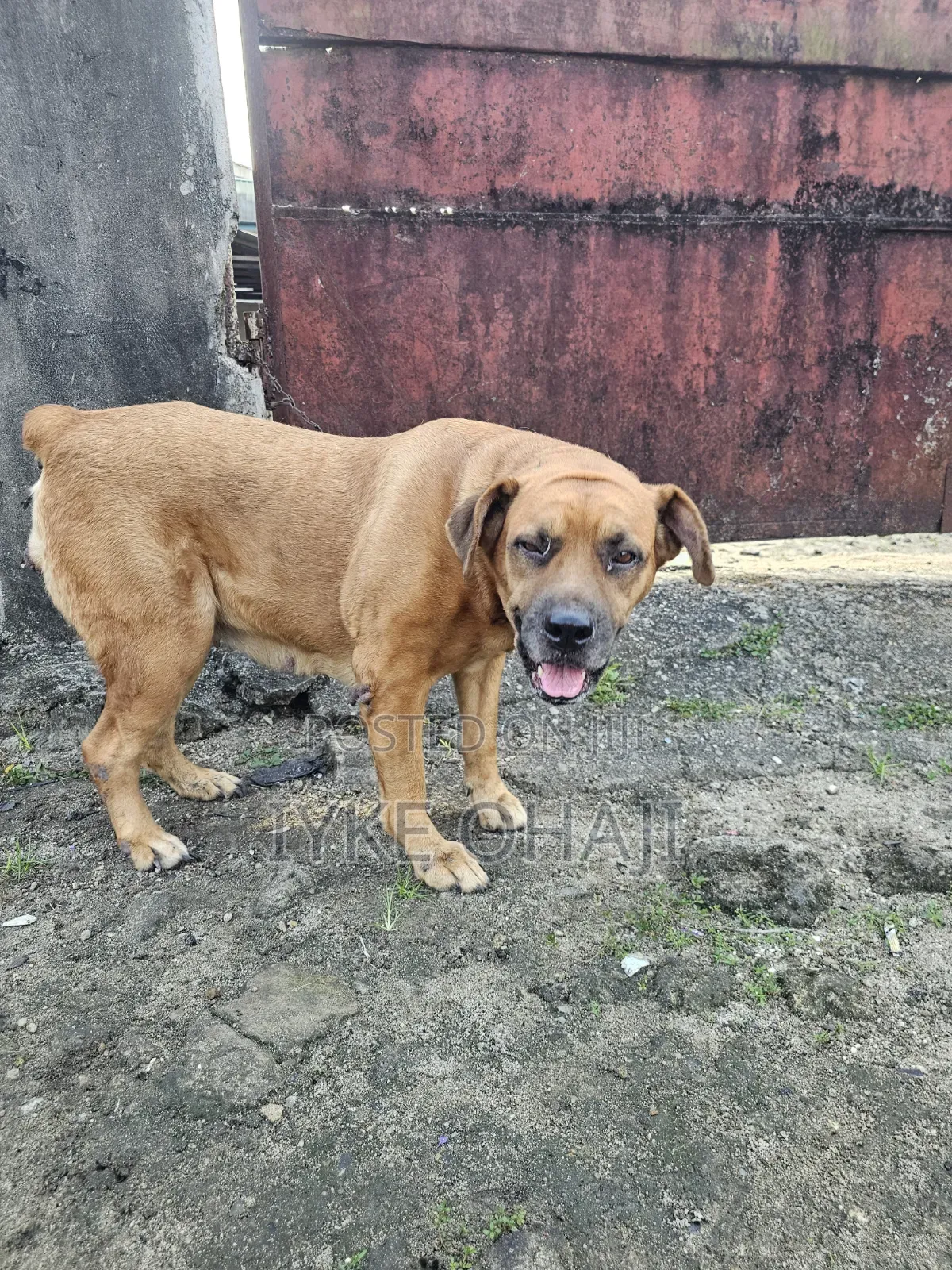 1+ year Female Purebred Boerboel