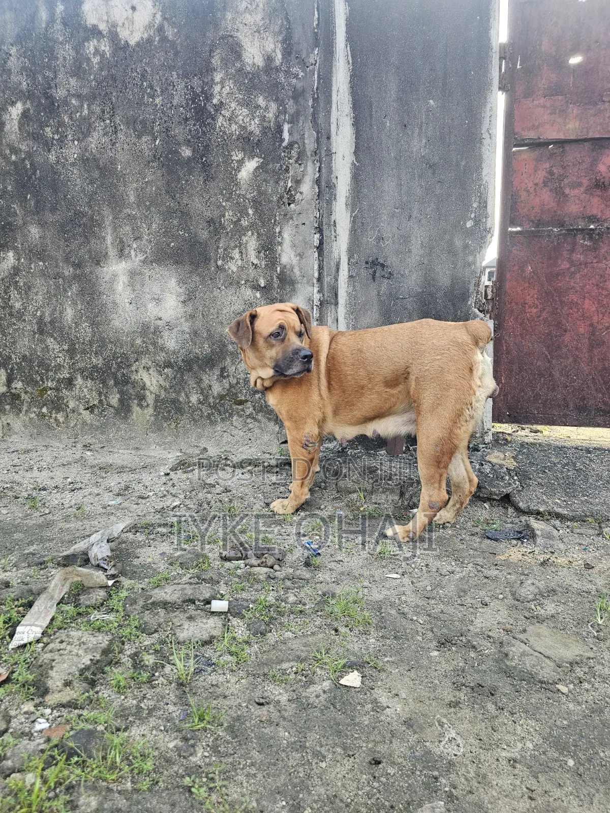 1+ year Female Purebred Boerboel