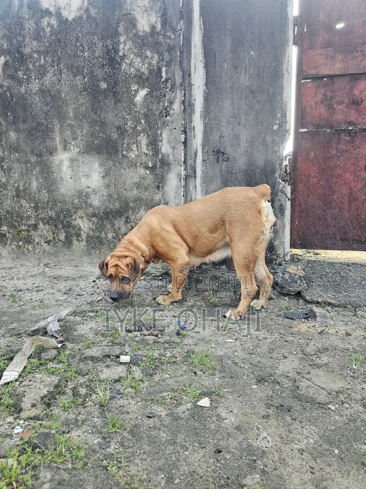 1+ year Female Purebred Boerboel