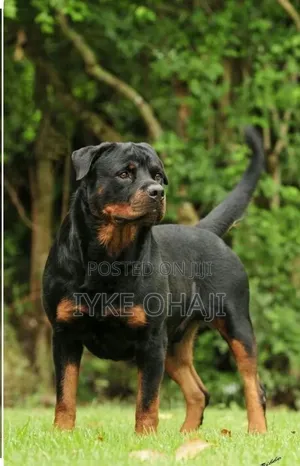 6-12 months Male Purebred Rottweiler