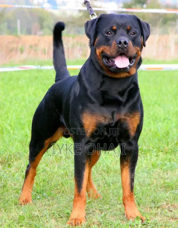 6-12 months Male Purebred Rottweiler