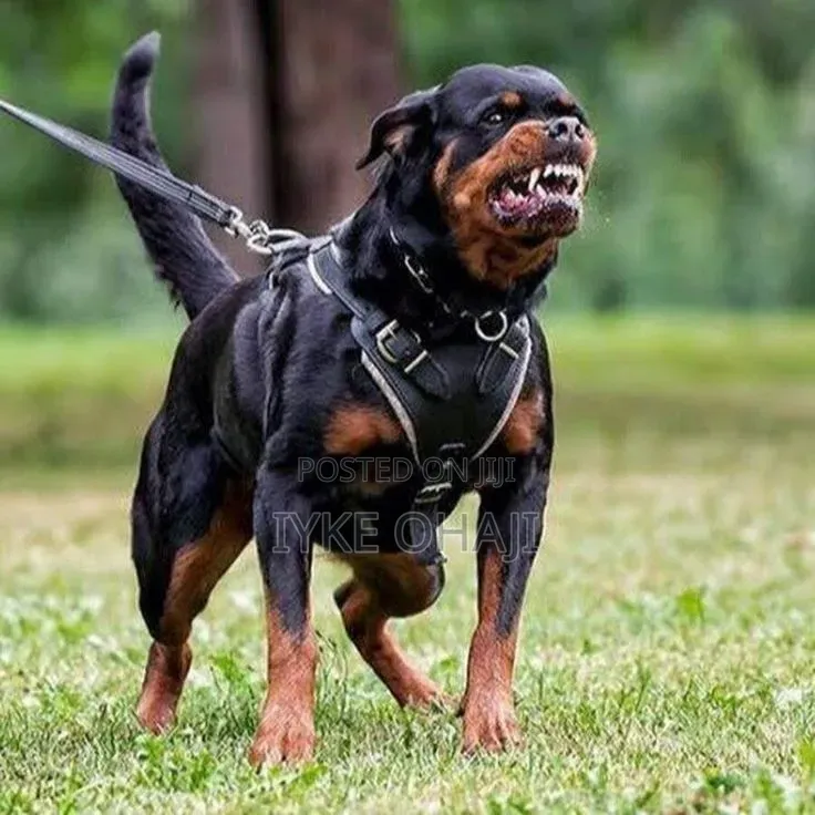 6-12 months Male Purebred Rottweiler