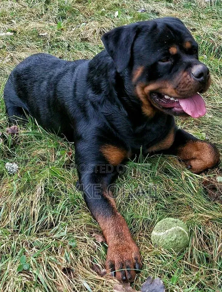 1+ year Female Purebred Rottweiler