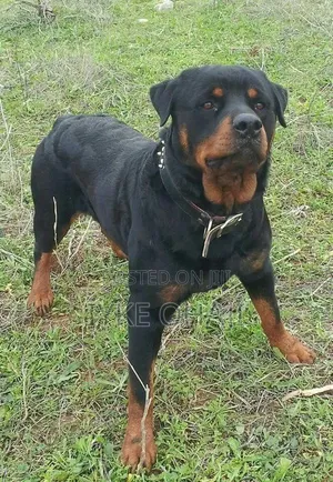 1+ year Female Purebred Rottweiler