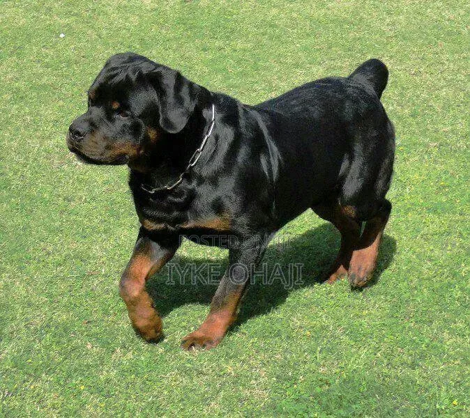 1+ year Female Purebred Rottweiler