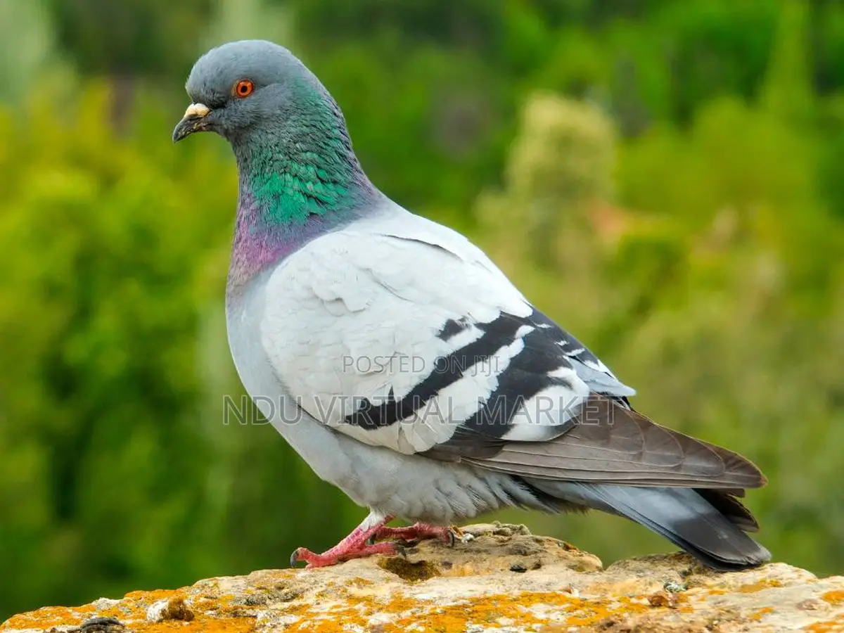 Native Pigeons - Clean and in Any Colour