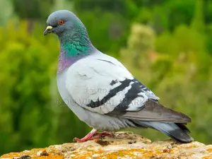 Native Pigeons - Clean and in Any Colour