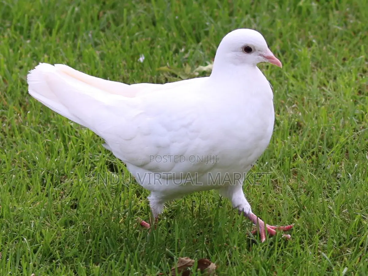 Pure White Native Pigeons