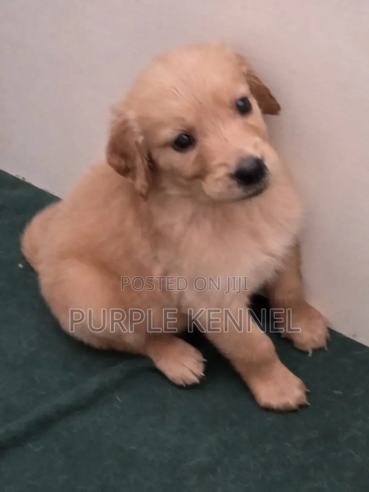 1-3 months Male Purebred Golden Retriever