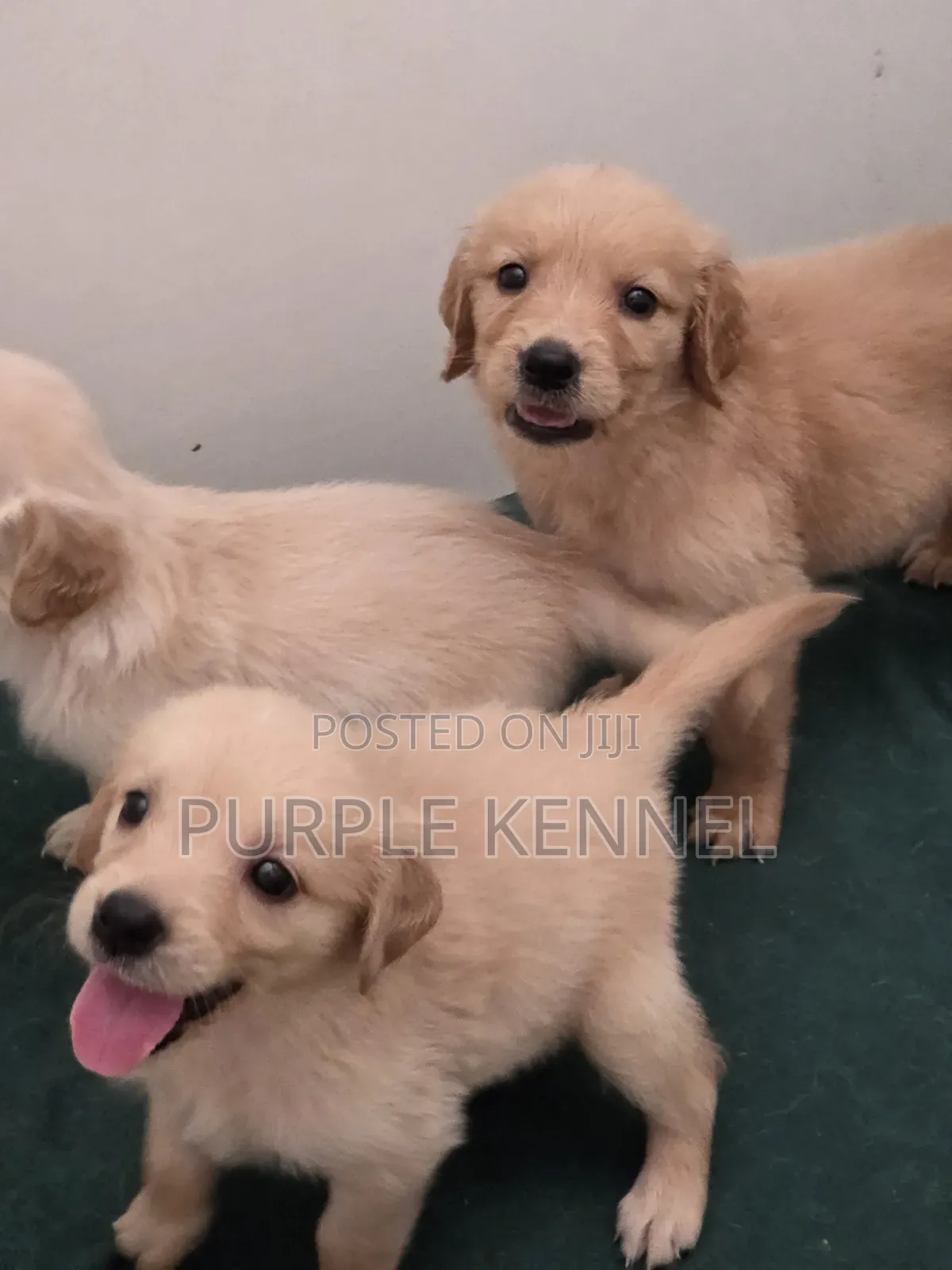 1-3 months Male Purebred Golden Retriever