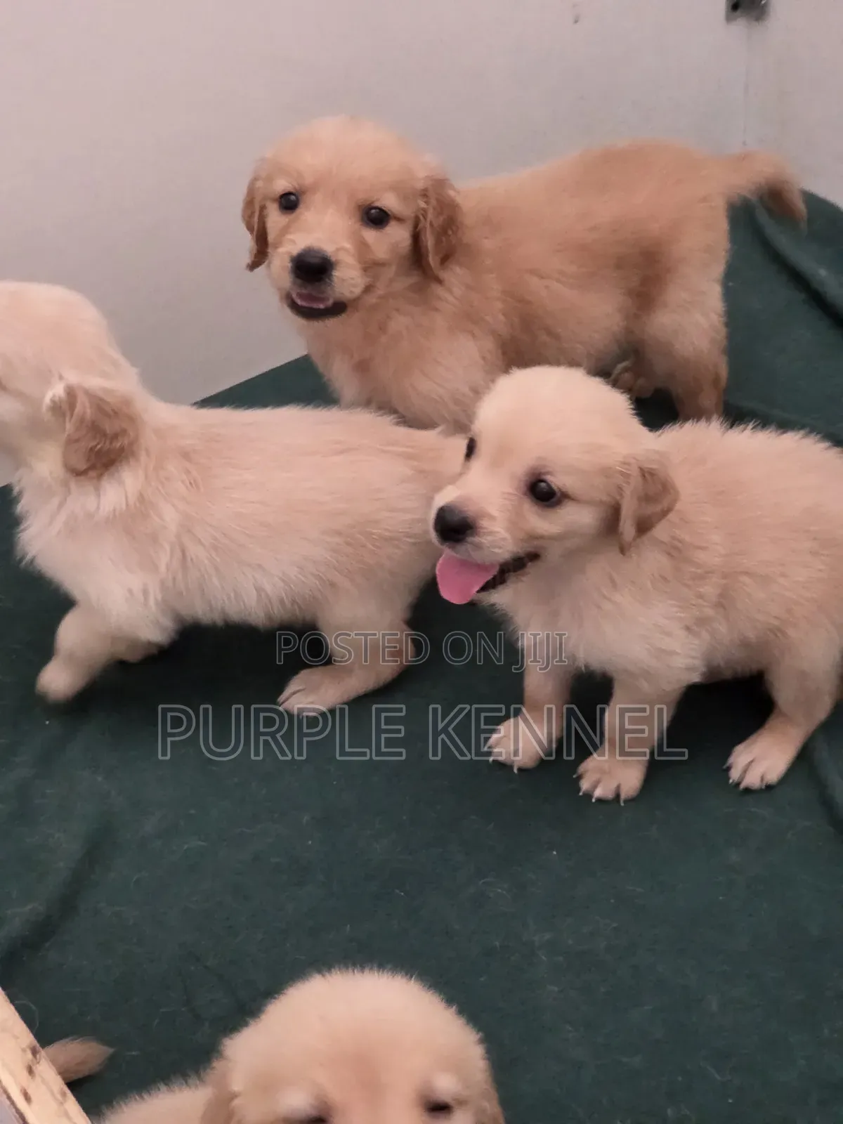 1-3 months Male Purebred Golden Retriever