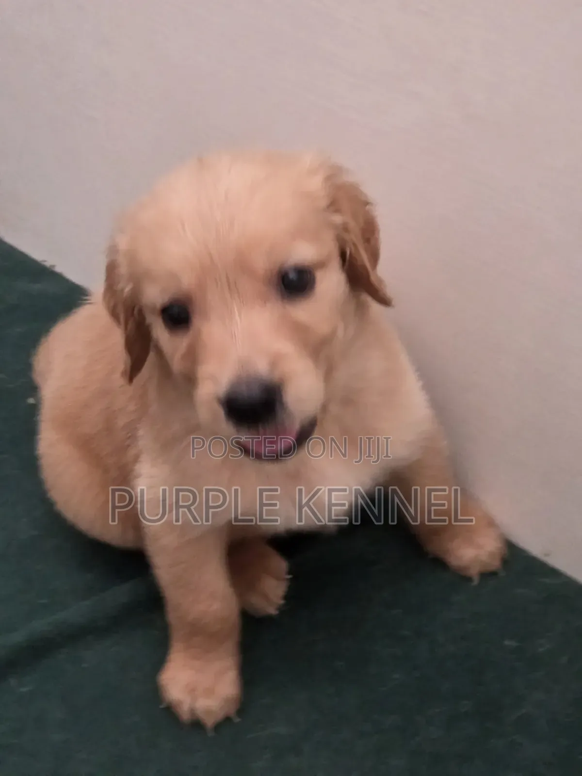 1-3 months Male Purebred Golden Retriever