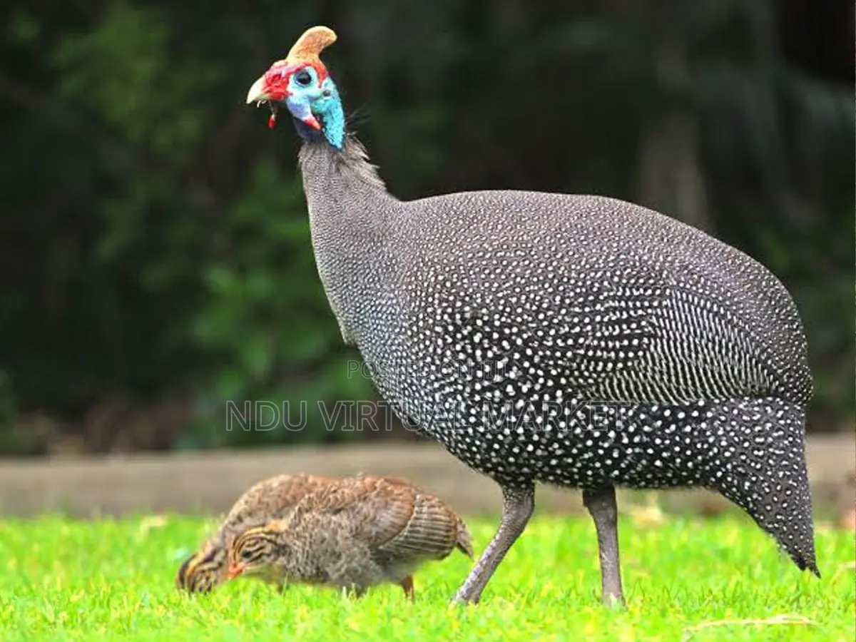 Guinea Fowl (Plumpy Birds)