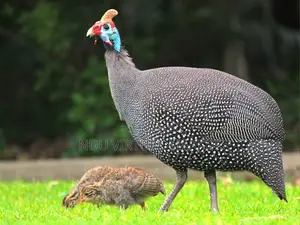 Guinea Fowl (Plumpy Birds)