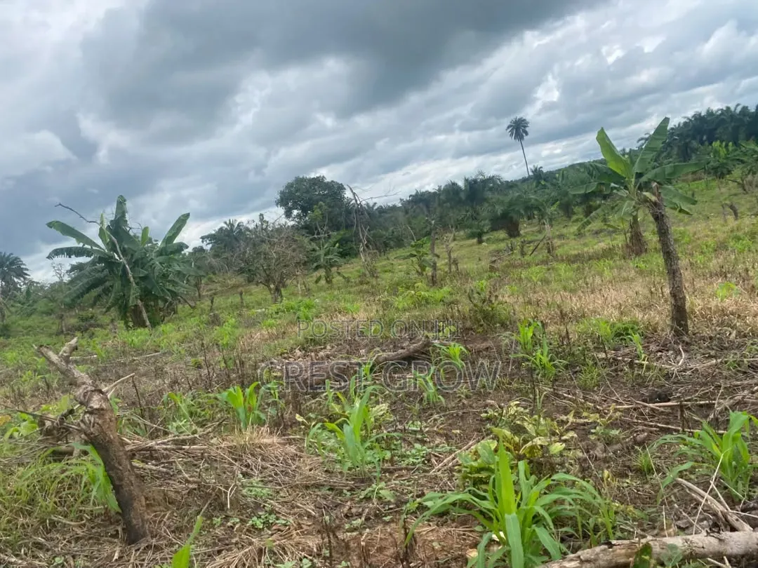 Farmland at Iseyin Oyo State