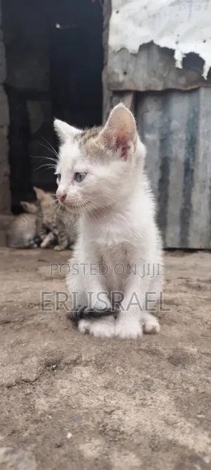 0-1 month Female Mixed Breed Tabby