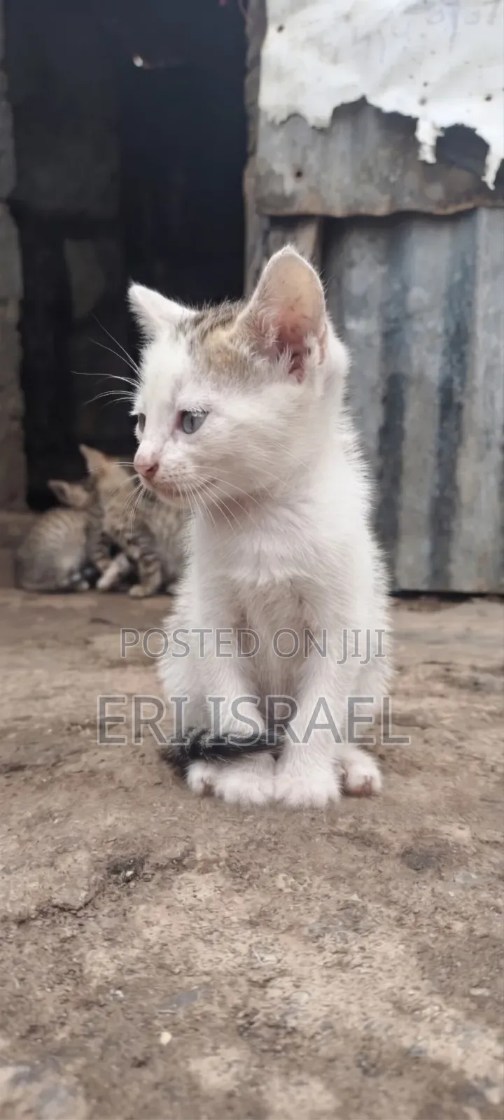 0-1 month Female Mixed Breed Tabby