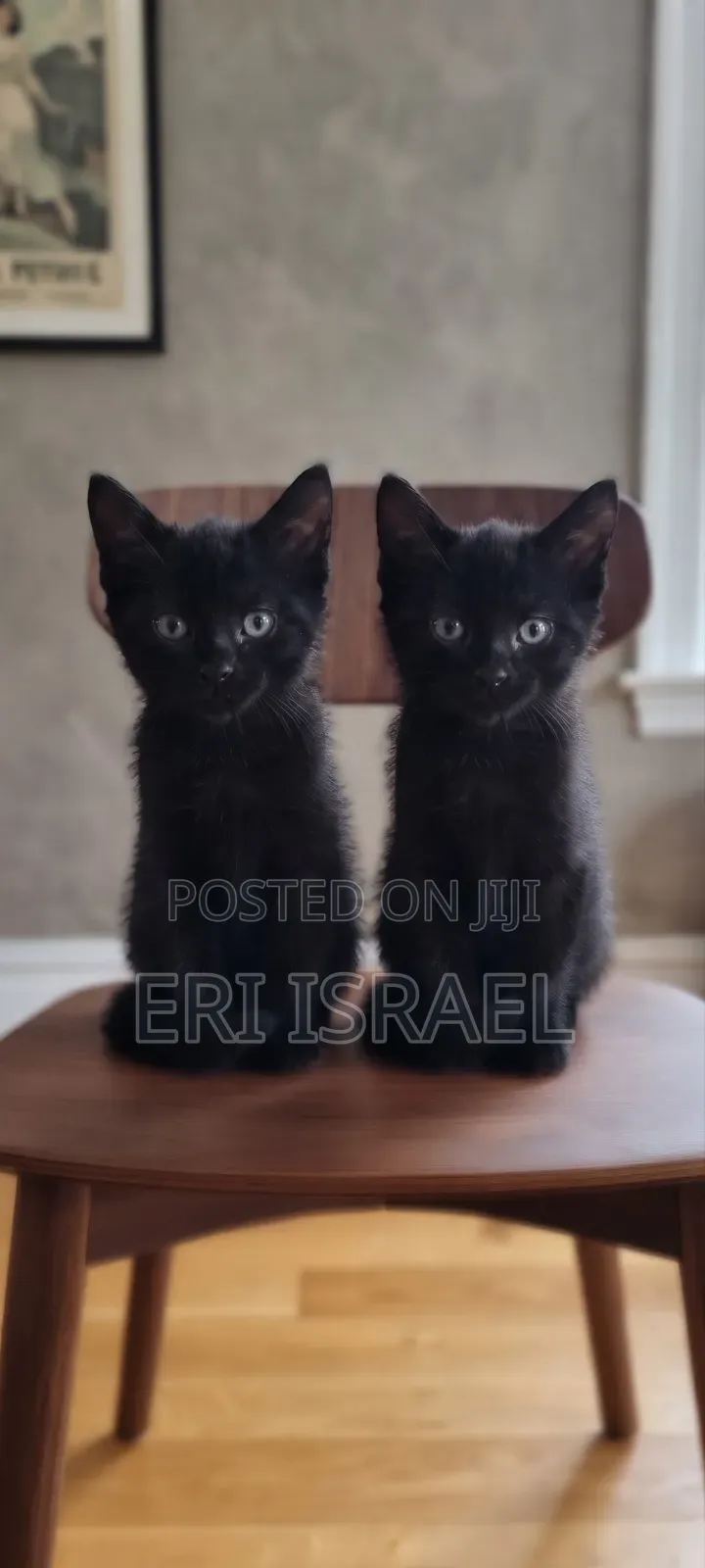 0-1 month Female Mixed Breed Tabby