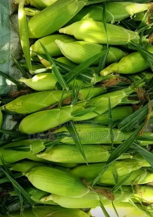 Fresh Sweet Corn