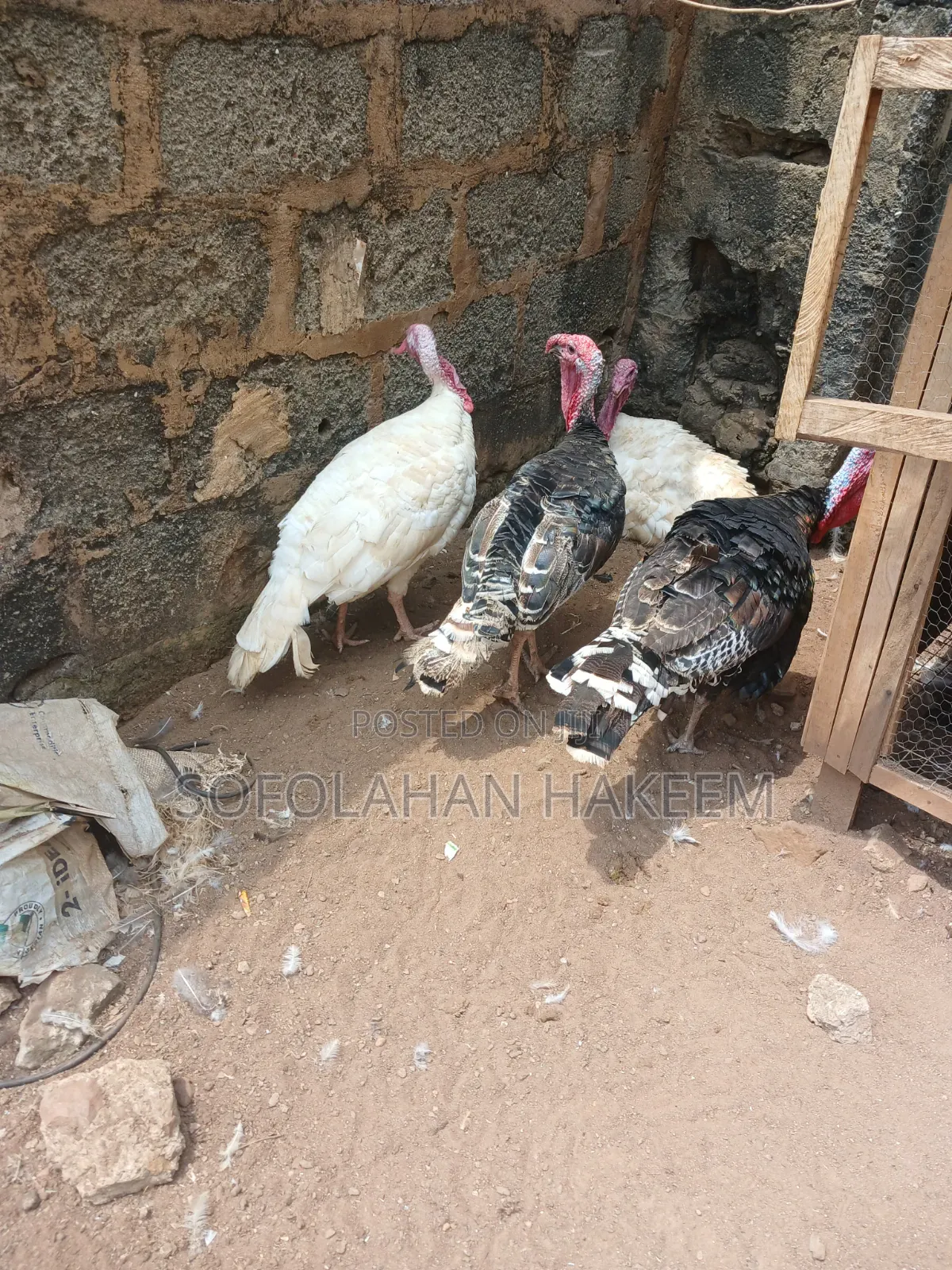 LifeTurkey