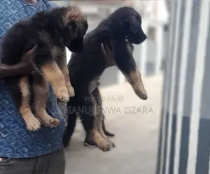1-3 months Male Purebred German Shepherd