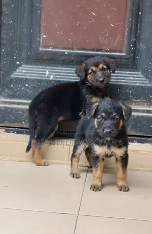 1-3 months Female Purebred German Shepherd