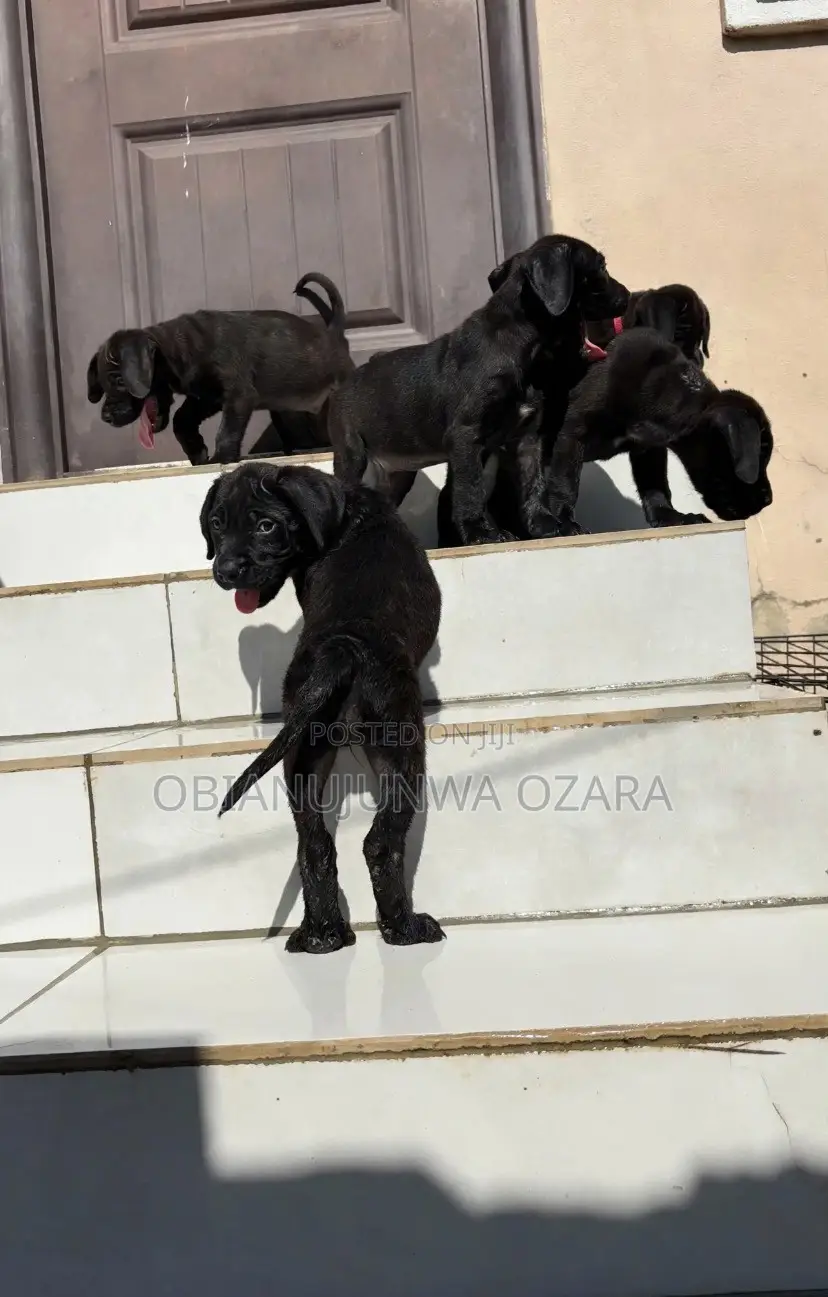 1-3 months Female Purebred Cane Corso