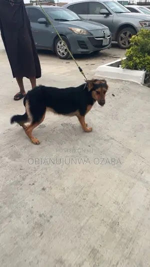 1+ year Female Purebred German Shepherd