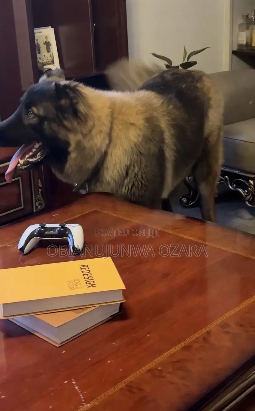 1+ year Male Purebred Caucasian Shepherd