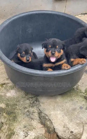 1-3 months Female Purebred Rottweiler