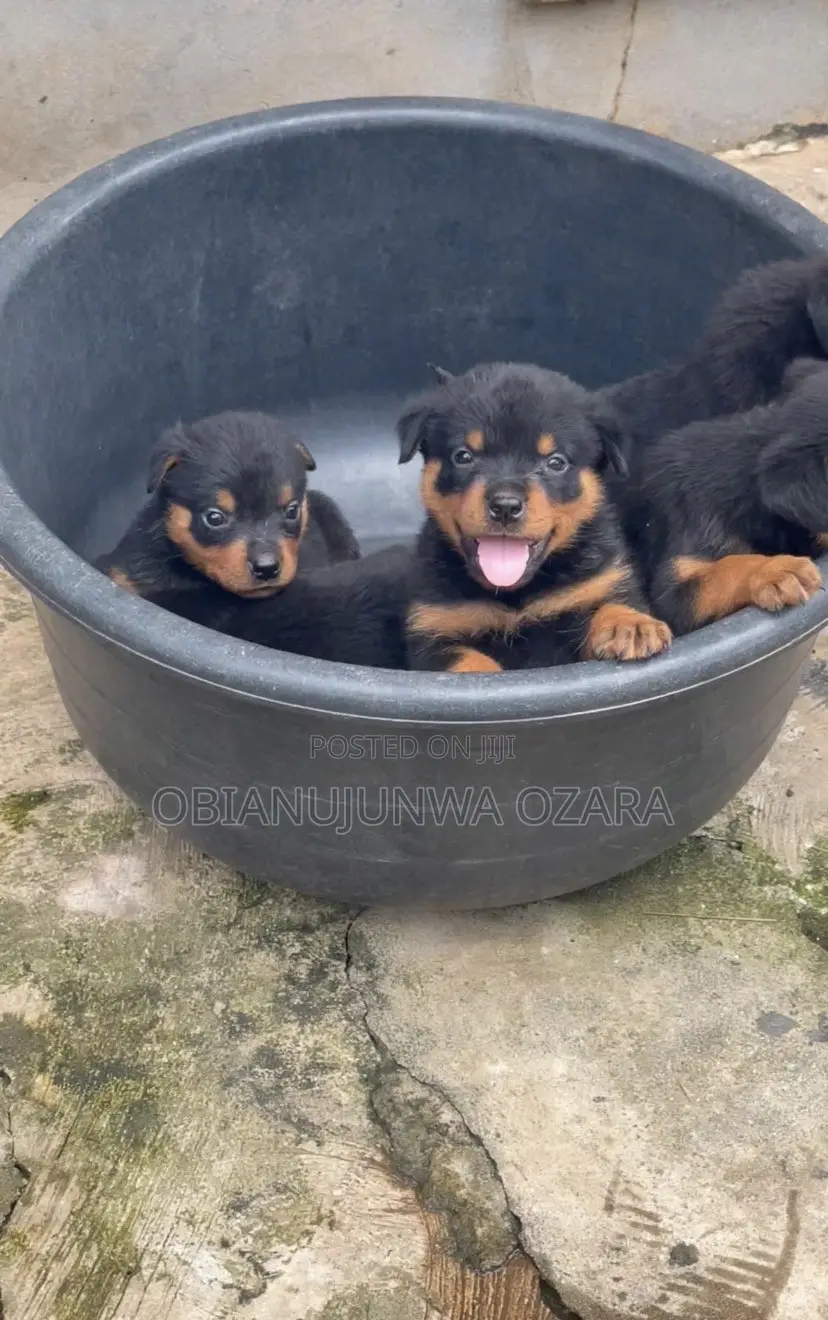 1-3 months Female Purebred Rottweiler
