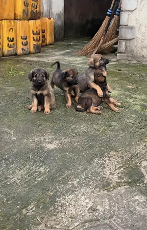 1-3 months Female Purebred German Shepherd