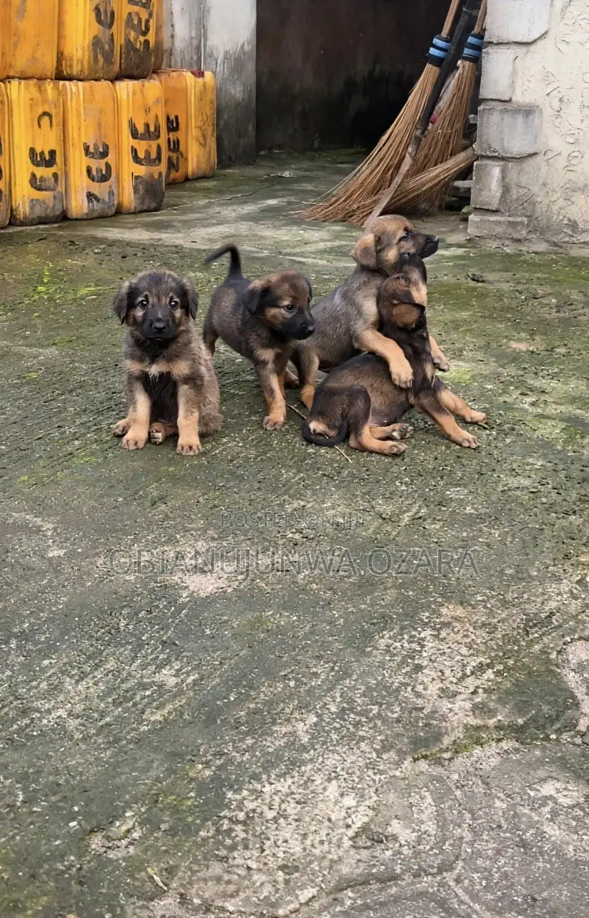 1-3 months Female Purebred German Shepherd