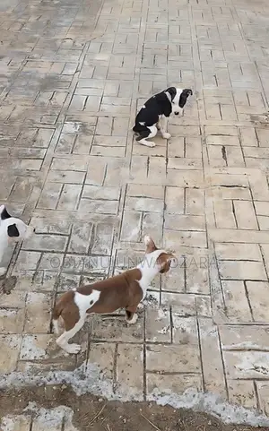 1-3 months Female Purebred American Pit Bull Terrier