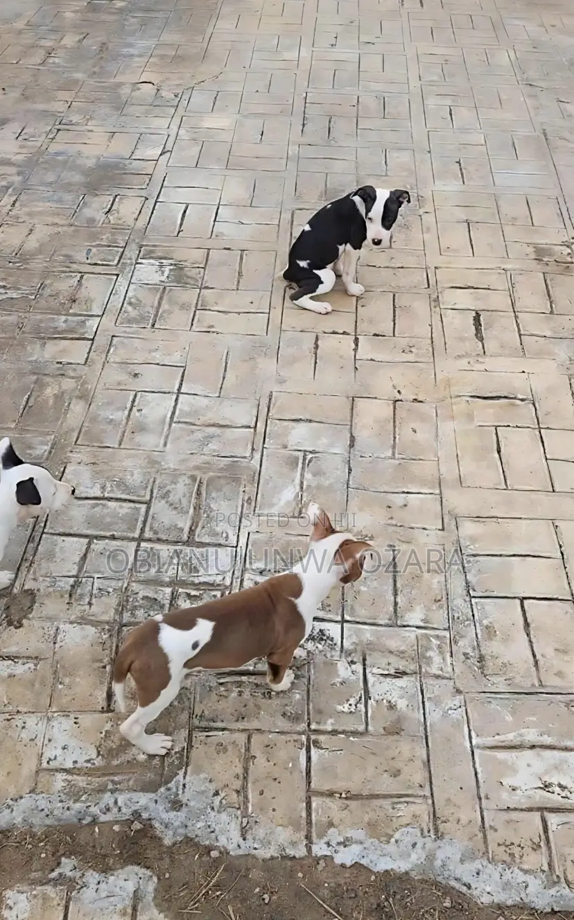 1-3 months Female Purebred American Pit Bull Terrier