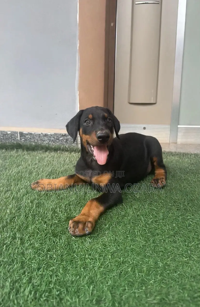 1-3 months Female Purebred Doberman Pinscher
