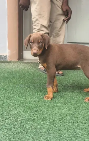 1-3 months Female Purebred Doberman Pinscher