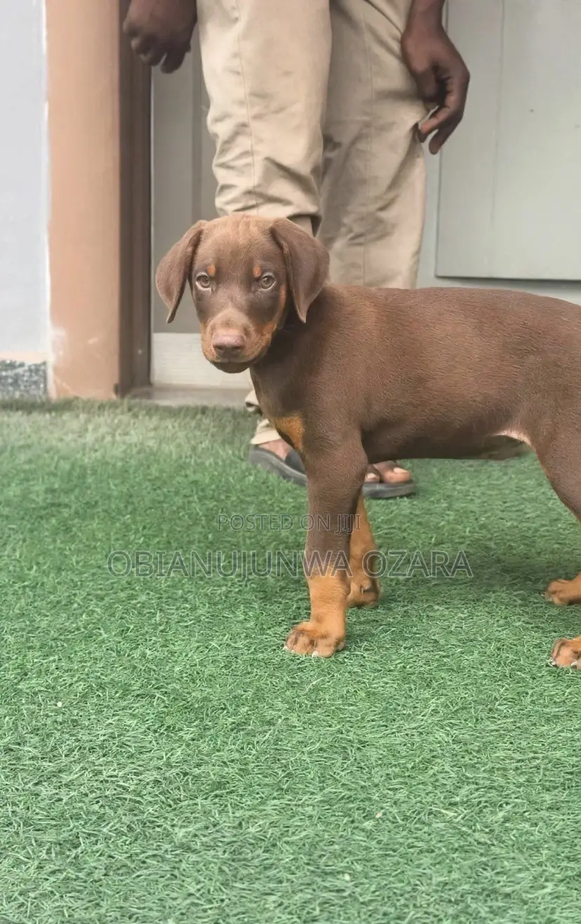 1-3 months Female Purebred Doberman Pinscher