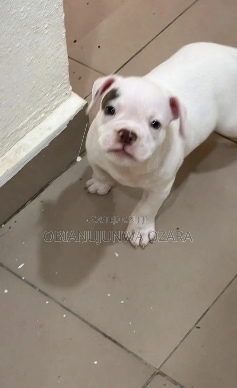 1-3 months Male Purebred American Bulldog