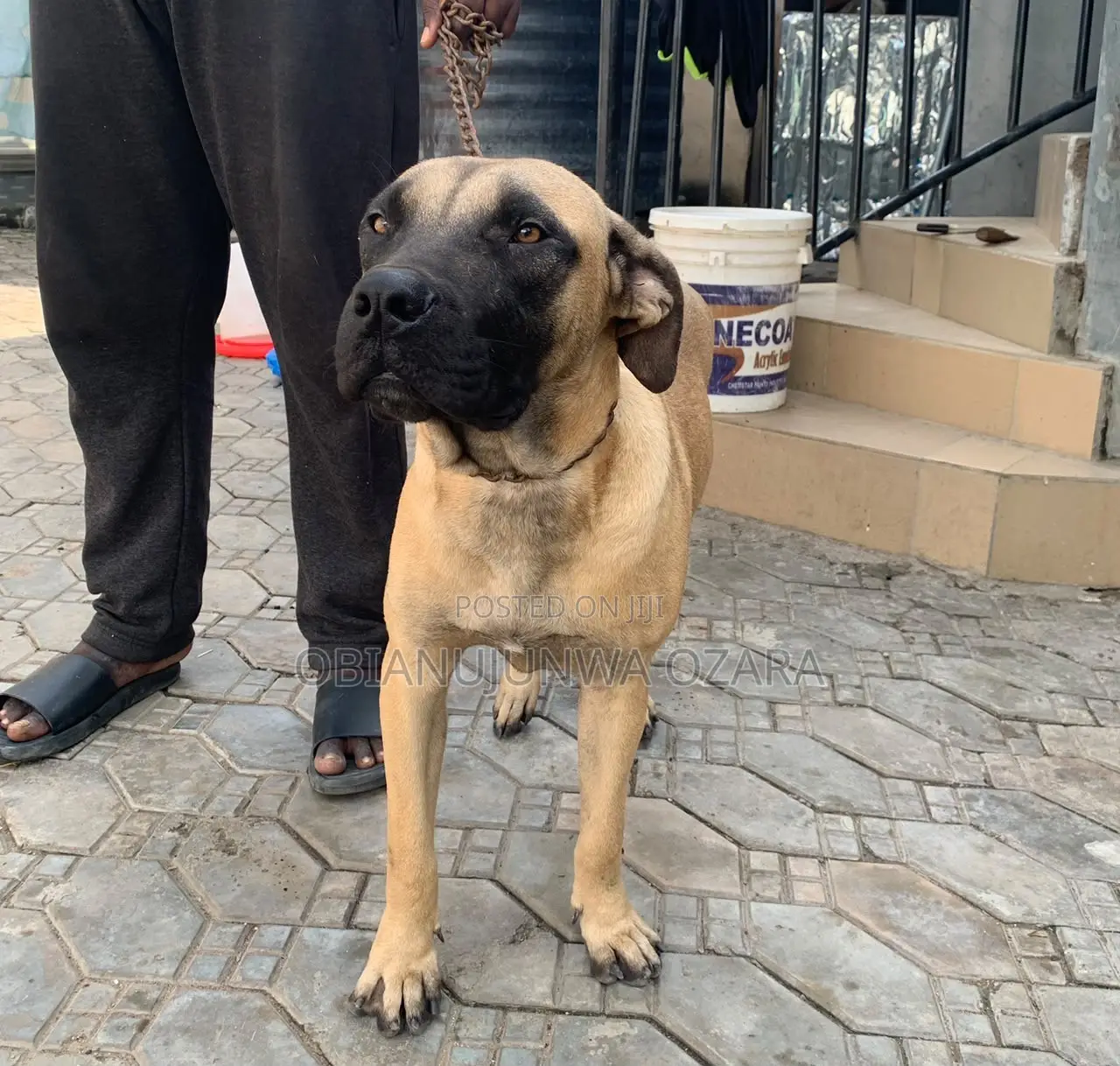 6-12 months Male Purebred Boerboel