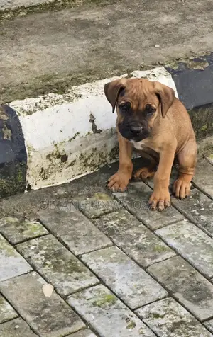 1-3 months Male Purebred Boerboel