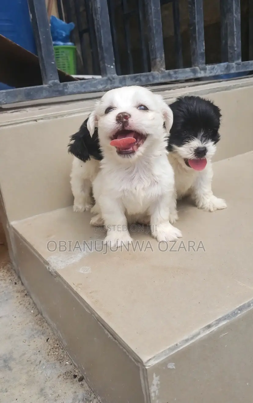 1-3 months Female Purebred Lhasa Apso