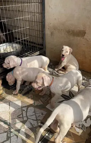 1-3 months Female Purebred Dogo Argentino