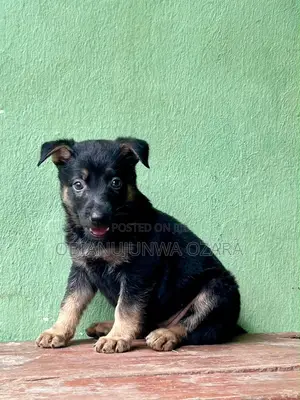 1-3 months Female Purebred German Shepherd