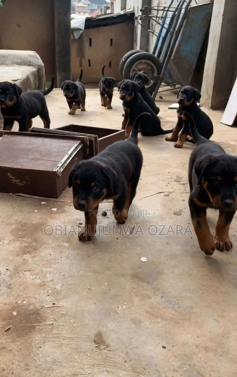 1-3 months Female Purebred Rottweiler