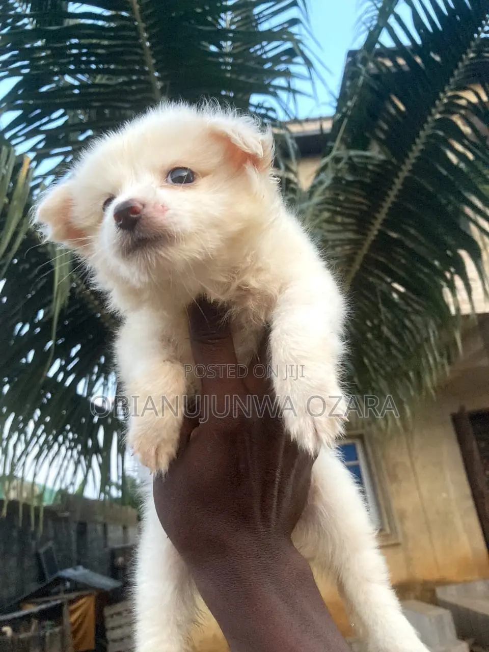1-3 months Female Purebred American Eskimo